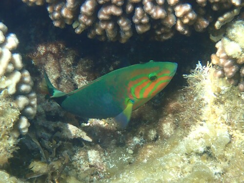 Thalassoma observed 2026-10-27