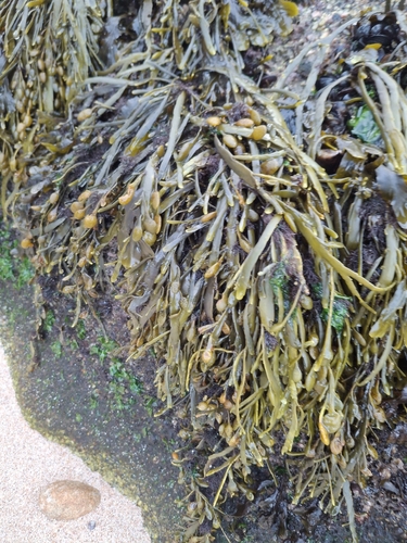 Ascophyllum nodosum observed 2026-10-28