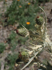 Cirsium douglasii