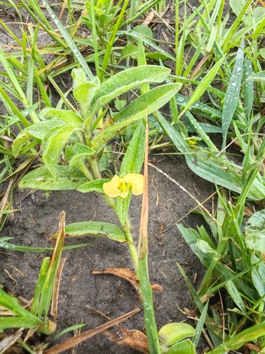 Commelina africana observed 2026-10-27