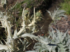 Cirsium douglasii