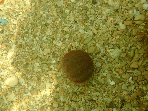 Holopneustes porosissimus observed 2026-10-28