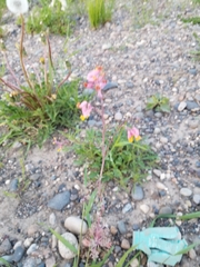 Capnoides sempervirens