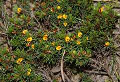 Pultenaea tenuifolia
