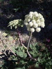 Angelica tomentosa