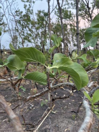 Gardenia observed 2026-10-28