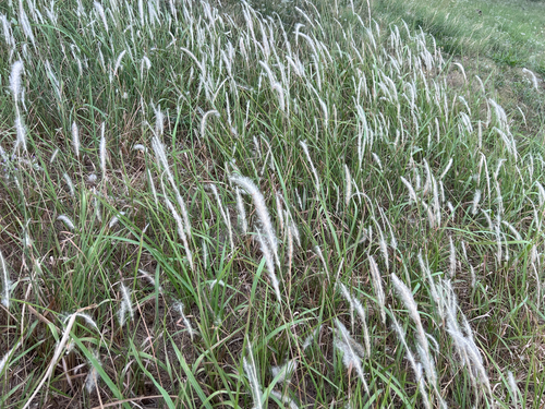 Imperata cylindrica observed 2026-10-27
