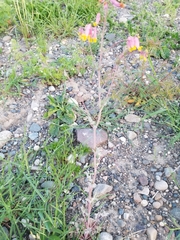 Capnoides sempervirens