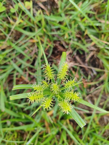 Cyperus cyperoides observed 2026-10-27