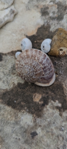 Eobania vermiculata observed 2026-10-28