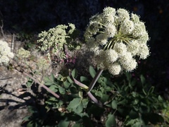 Angelica tomentosa