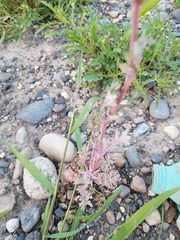 Capnoides sempervirens