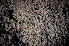 Ewartia nubigena