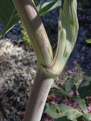 Angelica tomentosa