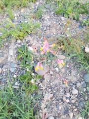 Capnoides sempervirens