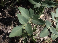 Angelica tomentosa