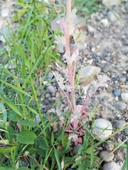 Capnoides sempervirens