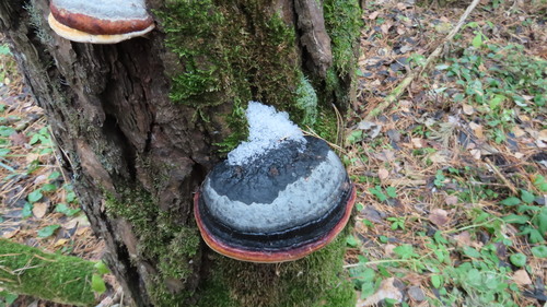 Fomitopsis pinicola observed 2026-10-28