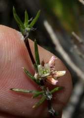 Laxmannia orientalis