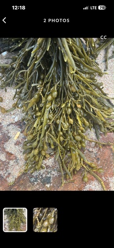 Ascophyllum nodosum observed 2026-10-28