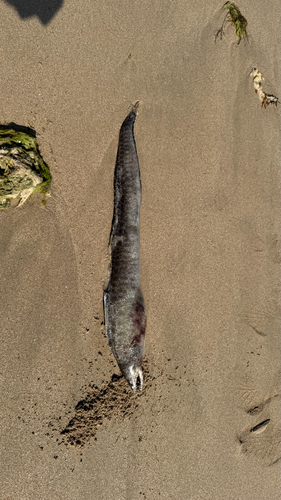 Gymnothorax pseudothyrsoideus observed 2026-10-24