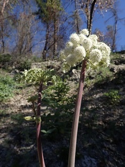 Angelica tomentosa