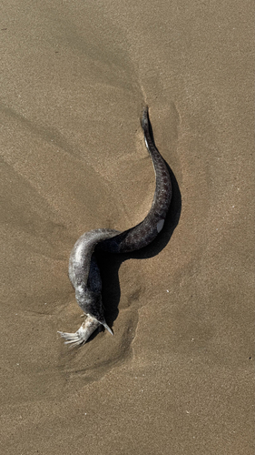 Gymnothorax pseudothyrsoideus observed 2026-10-24