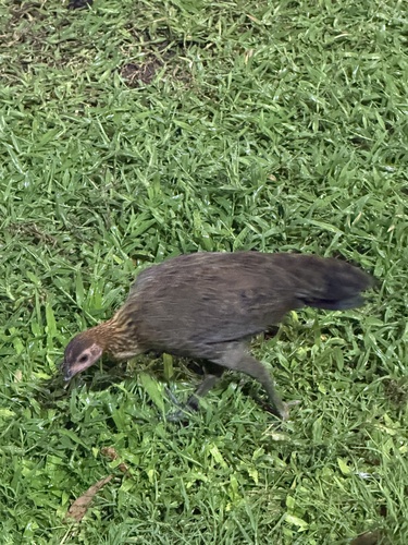 Gallus gallus observed 2026-10-28