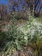Cirsium douglasii