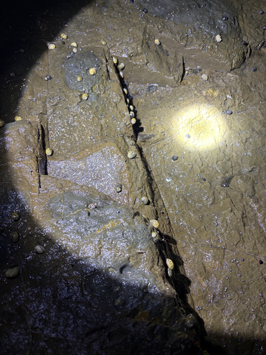 Nerita versicolor observed 2026-10-27
