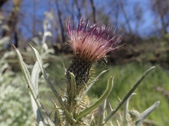 Cirsium douglasii