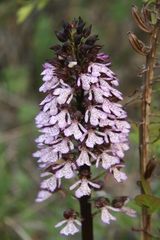 Orchis purpurea