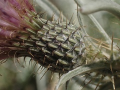 Cirsium douglasii