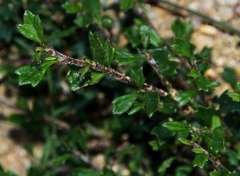 Xanthosia tridentata