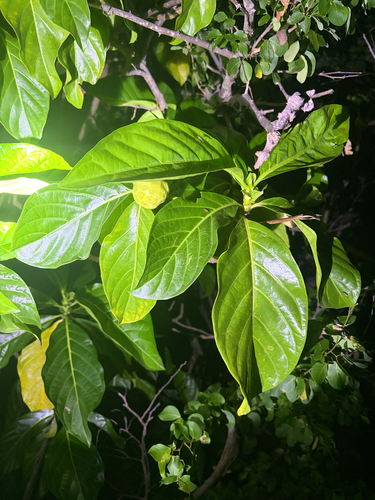 Morinda citrifolia observed 2026-10-27