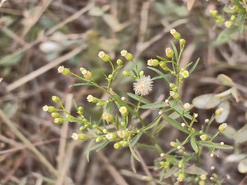 Erigeron canadensis observed 2026-10-28