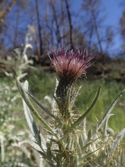 Cirsium douglasii