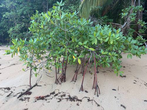 Rhizophora mangle observed 2026-10-27