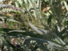 Cirsium douglasii
