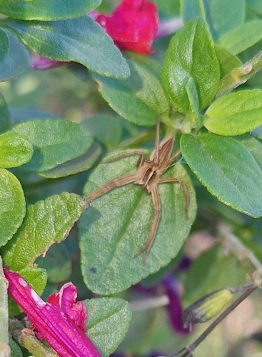 Mirabilis observed 2026-10-28