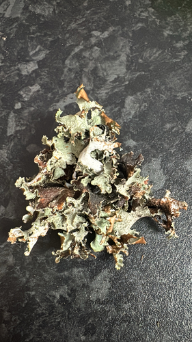 Lobaria observed 2026-10-28