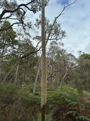 Xanthorrhoea australis observed 2026-10-28