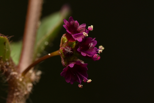 Boerhavia diffusa observed 2026-10-24