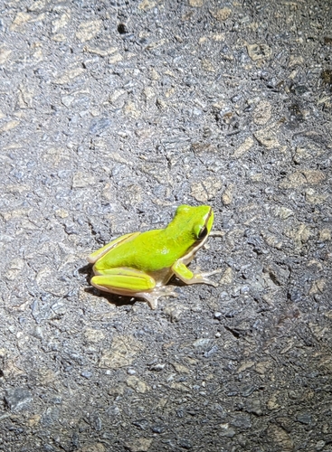 Litoria observed 2026-10-28