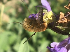 Bombylius medius