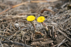 Tussilago farfara