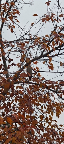 Bombycilla garrulus observed 2026-10-28