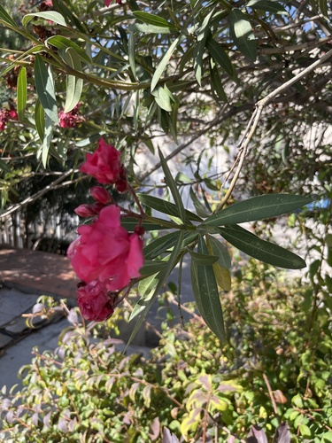Nerium oleander observed 2026-10-28