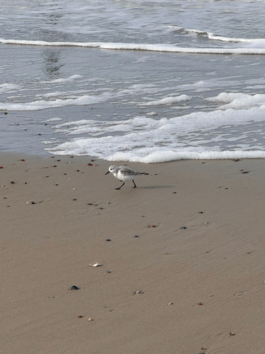 Calidris alba observed 2026-10-28