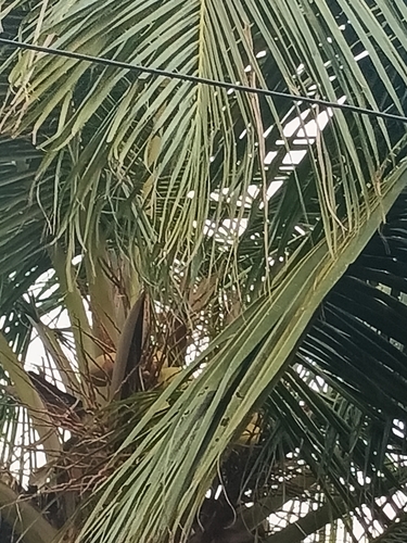 Calappa calappa observed 2026-10-28